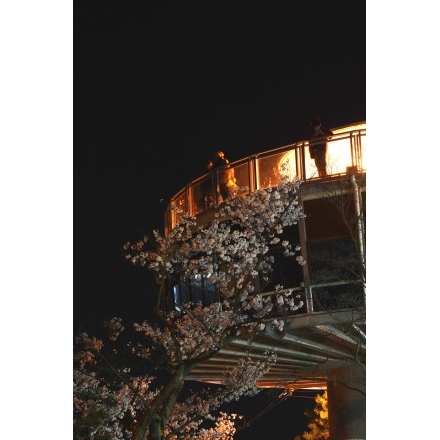 千光寺公園頂上展望台の桜がある夜景