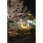 千光寺公園の夜桜