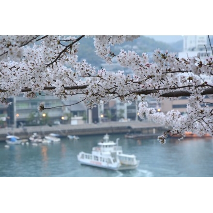 兼吉の丘から見た桜と渡船