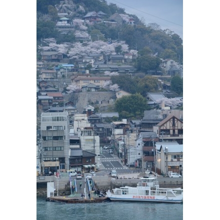 兼吉の丘から見た尾道市街地の桜風景