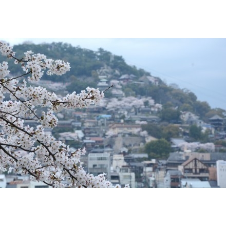 兼吉の丘から見た桜風景