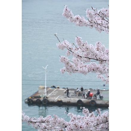 兼吉の丘から見た桜風景