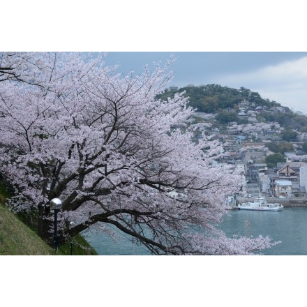 兼吉の丘の桜風景