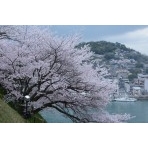 兼吉の丘の桜風景