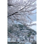 兼吉の丘の桜風景