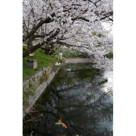 高見山麓の池の桜