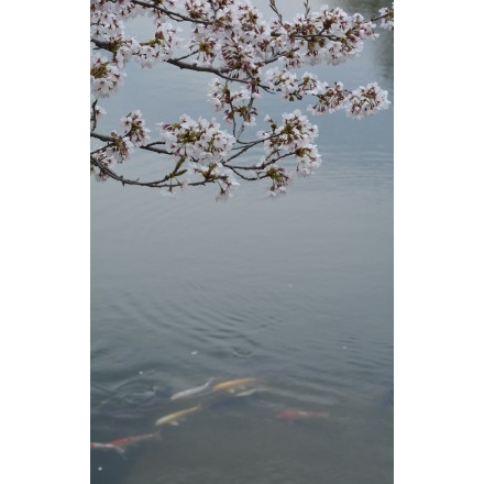 高見大池の桜