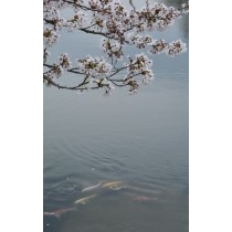 高見大池の桜