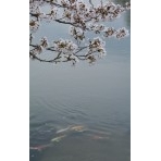 高見大池の桜