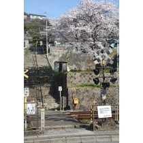 持光寺参道脇の桜