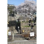 持光寺参道脇の桜