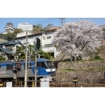 桜と貨物列車がある風景