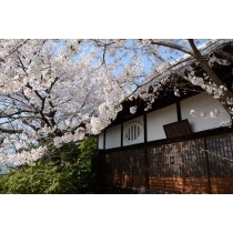 信行寺の桜