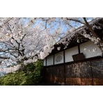 信行寺の桜