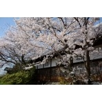 信行寺の桜