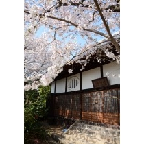 信行寺の桜