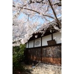 信行寺の桜