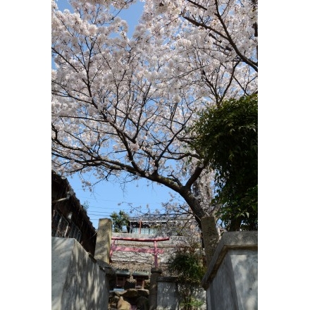 正一位稲荷大明神の桜