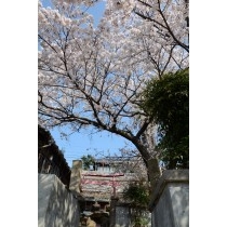 正一位稲荷大明神の桜