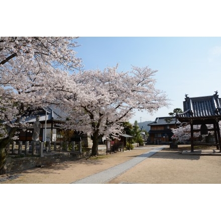 宝土寺の桜