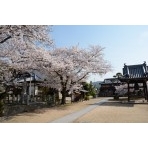 宝土寺の桜