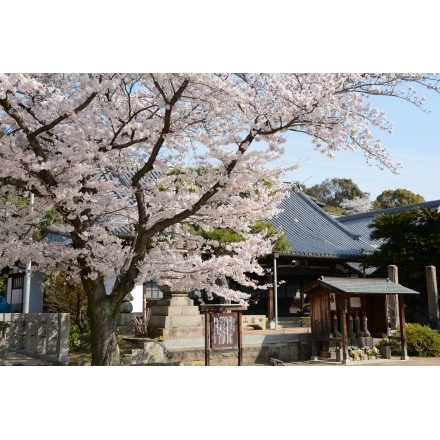 宝土寺の桜