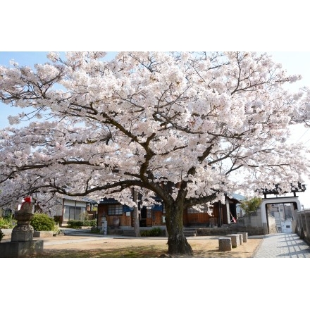 宝土寺の桜