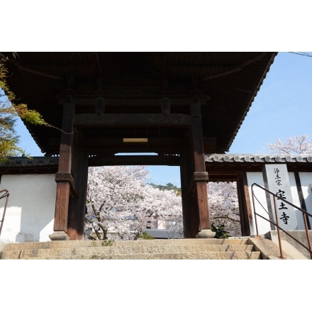 宝土寺の桜