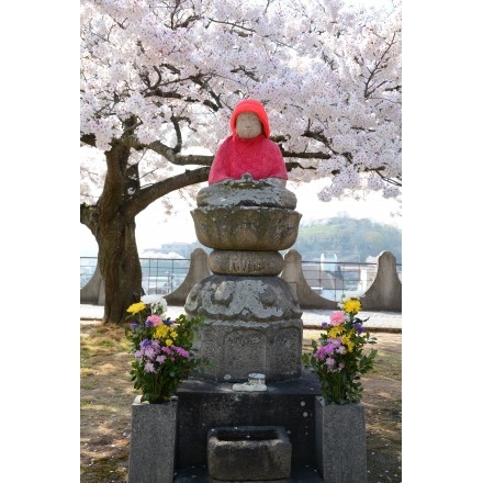 宝土寺の桜