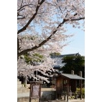 宝土寺の桜