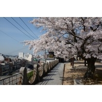 宝土寺の桜