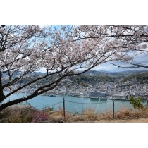 岩屋山の桜越しに見る尾道市街地