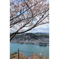 岩屋山の桜越しに見る尾道市街地