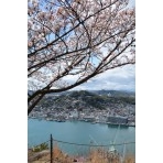 岩屋山の桜越しに見る尾道市街地