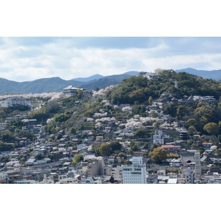 岩屋山から見る尾道の桜風景