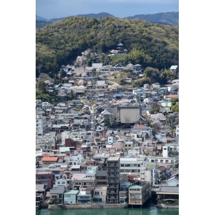 岩屋山から見る西國寺一帯の桜風景