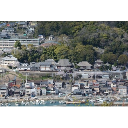 岩屋山から見た浄土寺一帯の桜風景