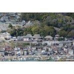 岩屋山から見た浄土寺一帯の桜風景