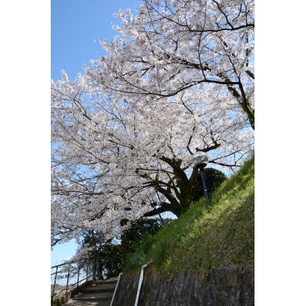 桜の咲く兼吉の丘