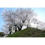 桜の咲く兼吉の丘