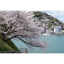 兼吉の丘の桜