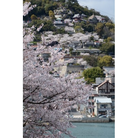 兼吉の丘の桜越しに見る風景