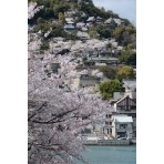 兼吉の丘の桜越しに見る風景