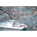 兼吉の丘の桜と渡船