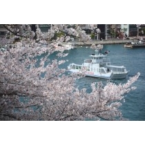 兼吉の丘の桜と渡船
