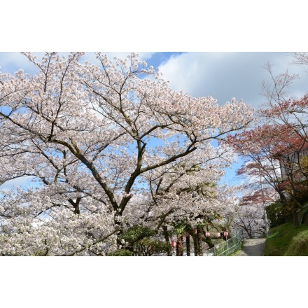 兼吉の丘の桜