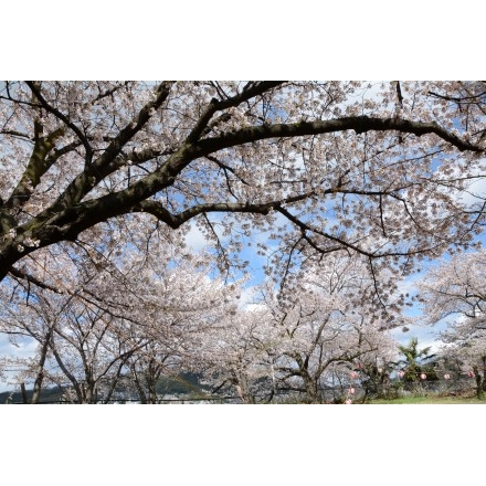 兼吉の丘の桜