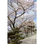 兼吉の丘の桜