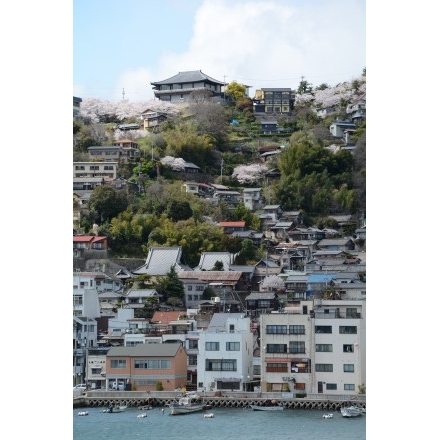 兼吉の丘から見る桜風景