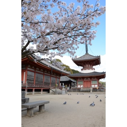 浄土寺の桜風景